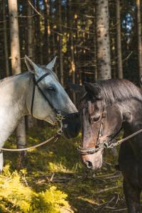 Two horses stand in the forest